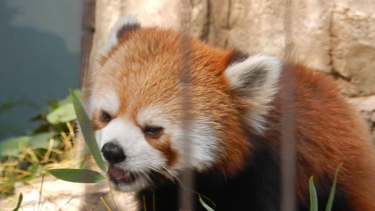 🏞️ 꿈의 언덕 동물공원 (유메미가사키 도부츠코엔) 이미지 5